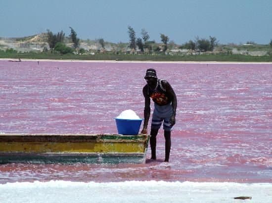 Lac Rose, Dakar Sénégal. Travailleur, récolte du sel