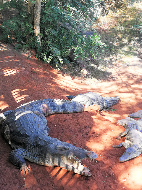 Crocodiles dans la Réserve de bandia, réserve d'animaux à Saly, Dakar, Sénégal