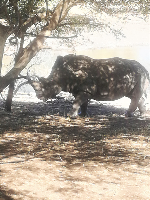 Rhinocéros dans la Réserve de bandia, réserve d'animaux à Saly, Dakar, Sénégal